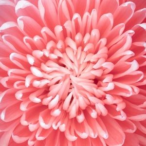 Meet your Posher, Toyya